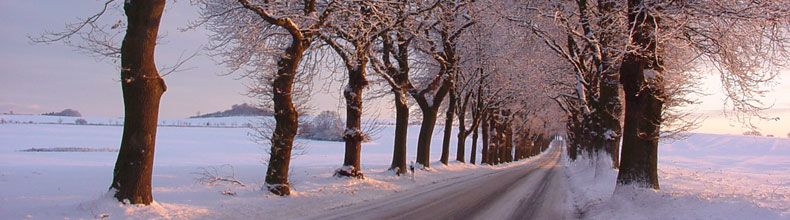 Allee Winter