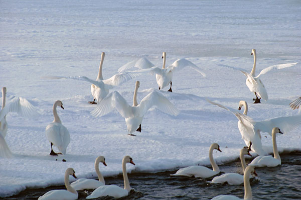 Schwaene im Winter
