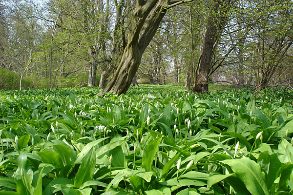 Baerlauch