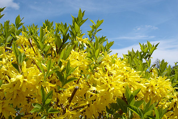 Insel Fruehling